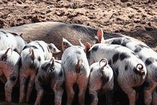 男的🈚放丄到女的：娱乐圈中的性别话题与现象分析