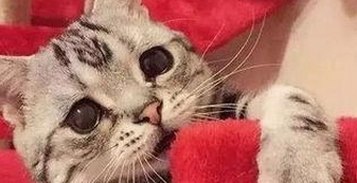 揭秘：91禁🍆🍑🔞❌❌❌看片免费版的真实情况