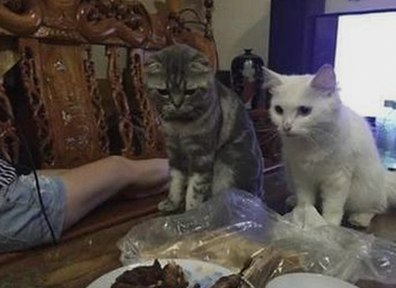 镇江市用户关注的免费黄色免费官方版全面解析