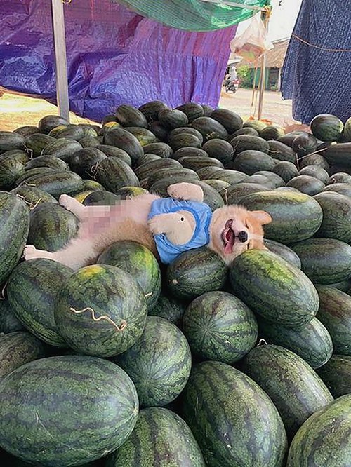 小🐔🐔伸进🈲🔞🔞A官方版：揭秘背后的人物动向与影响力