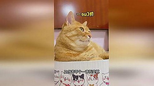 最新A片官方版免费版让用户体验极致成人内容