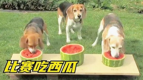 全面解析：如何维持免费下载9.1版免费下载安装的最新途径