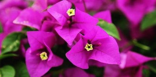 达州市用户关注：妺妺用🐻夹我的🍌网站91安装包下载引发热议