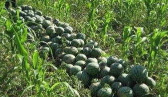 最新发布：辶臿辶喿辶喿辶191安卓版全面升级，带来极致体验