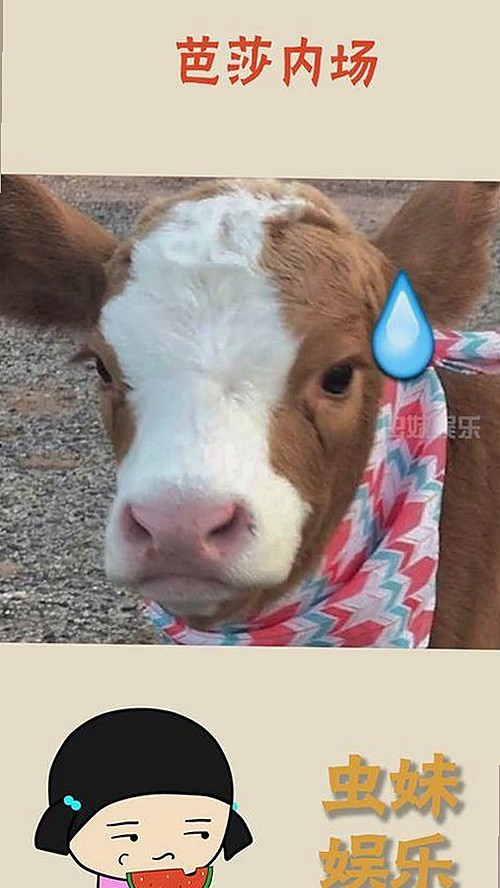 从呼和浩特市看豆花视频最新版下载的变化与发展